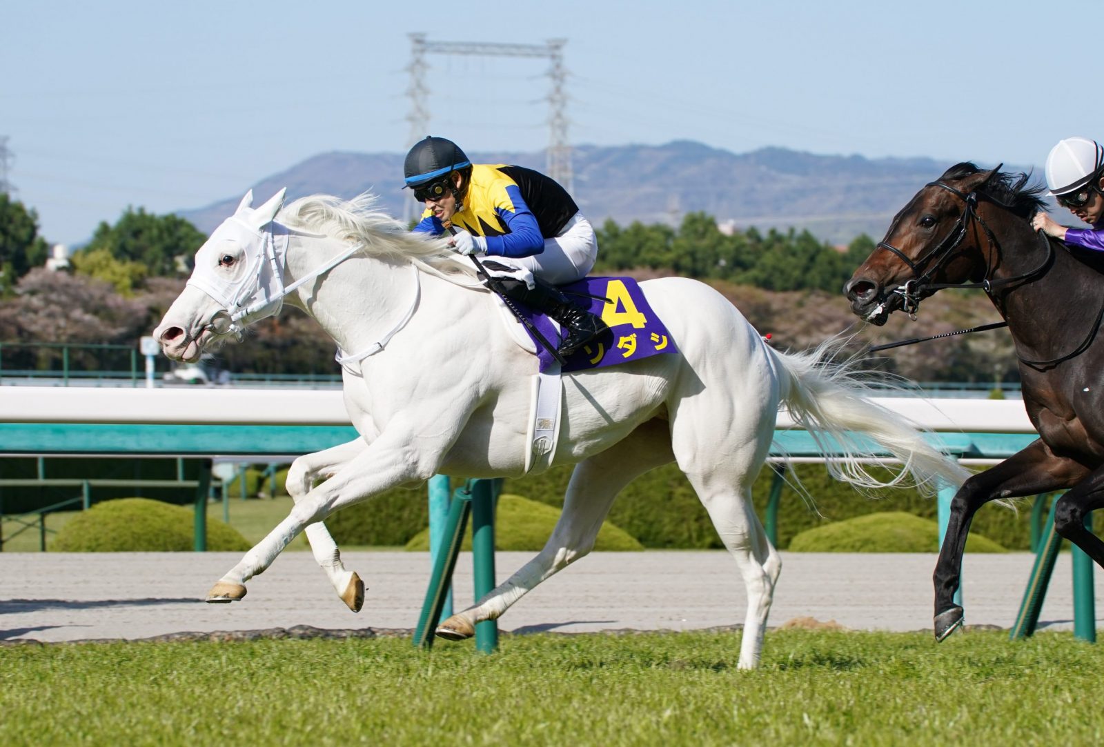 HORSE RACING | Sodashi Bests Field in Oka Sho, Becomes First White Thoroughbred to Win a JRA Classic Race | JAPAN Forward